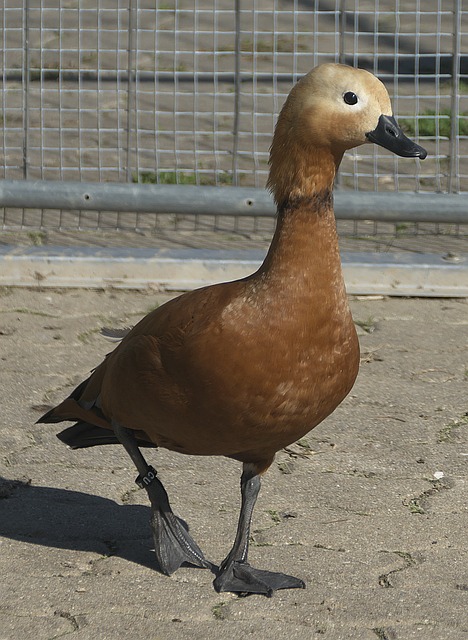是他能够脱