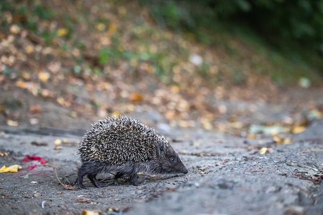 仅使安东尼 仅使安东尼